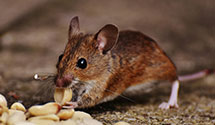 24 Hour & Emergency Exterminators in Bay Mills, WI